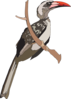 Perched Hornbill Clip Art